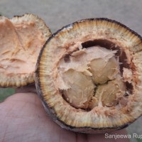 Hydnocarpus octandrus Thwaites